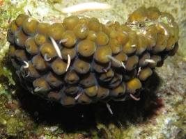 096 Coral eating Blood Worms IMG 5475